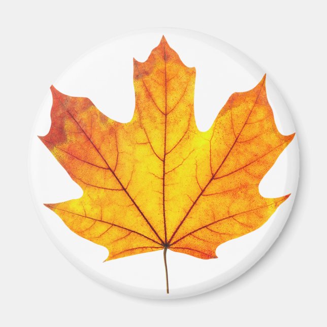 Orange maple löv magnet (Framsidan)