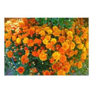 Orange Margarita Daisy Flower Photo Print Fototryck