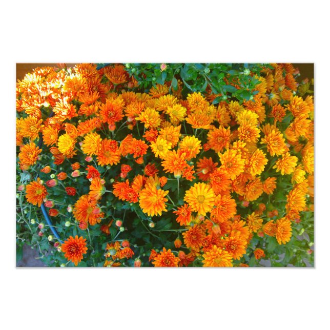Orange Margarita Daisy Flower Photo Print Fototryck (Framsidan)