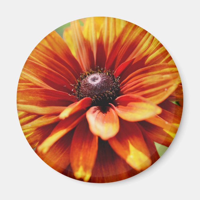 Orange Marguerit Blomma  Magnet (Framsidan)