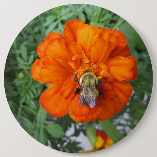 Orange Marigold Bee Flower Knapp (Framsida)