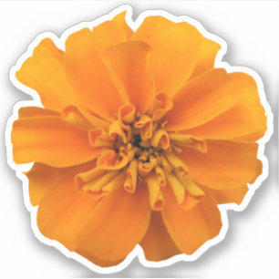 Orange Marigold Flower Countur Klistermärken