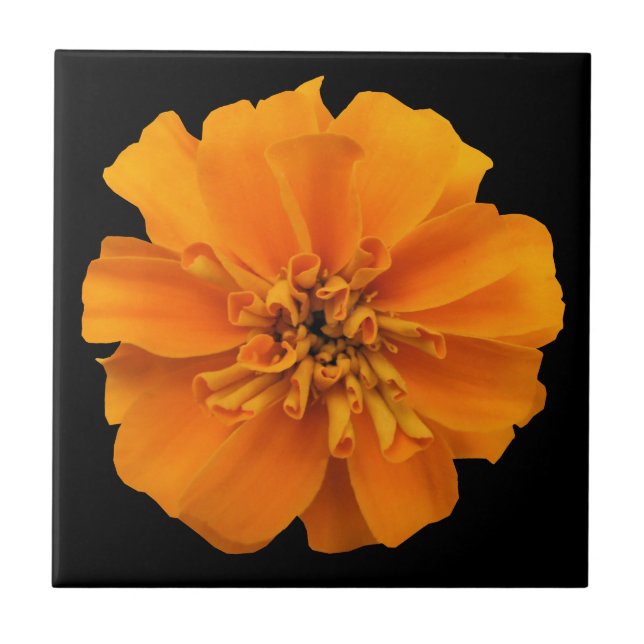 Orange Marigold Flower on Black Kakelplatta (Framsidan)