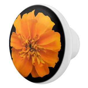 Orange Marigold Flower on Black Knopp