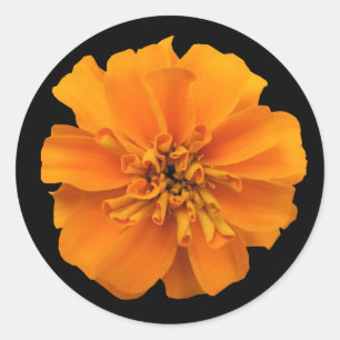 Orange Marigold Flower on Black Runt Klistermärke