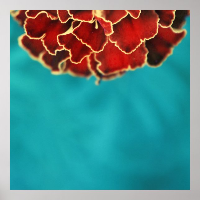 Orange Marigold Flower Petal Macro Abstrakt Poster (Framsidan)