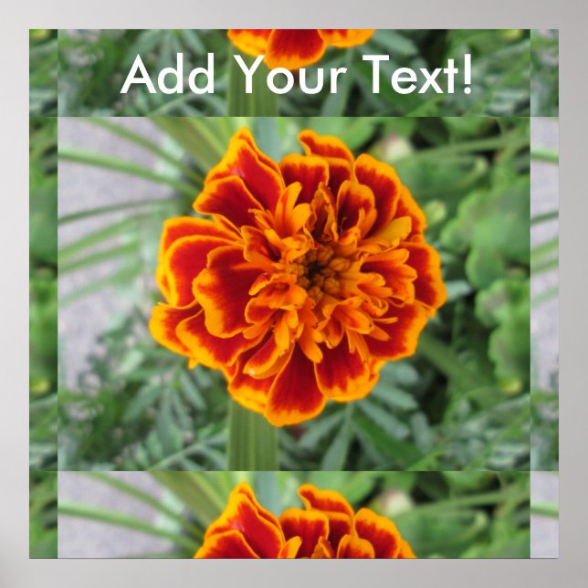 Orange Marigold Flower Poster (Framsidan)