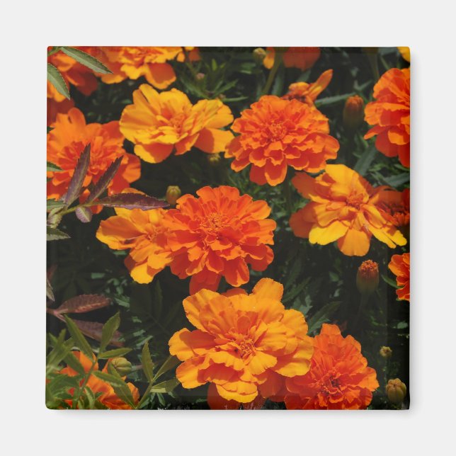 Orange Marigold Flowers Magnet (Framsidan)