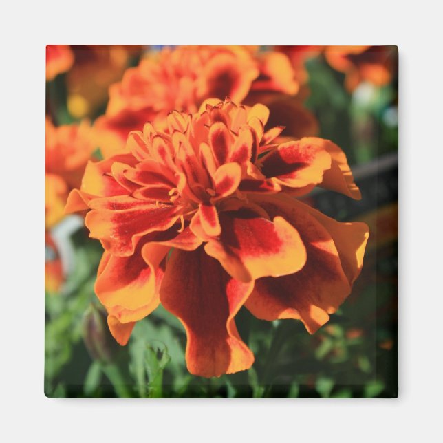Orange Marigold Flowers Magnet (Framsidan)