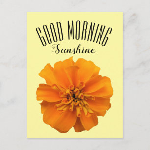 Orange Marigold God Morgon Solsken Vykort