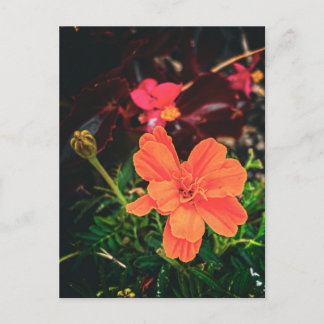 Orange Marigold i mörk trädgårdsljus Vykort