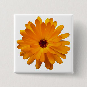 Orange Marigold Knapp