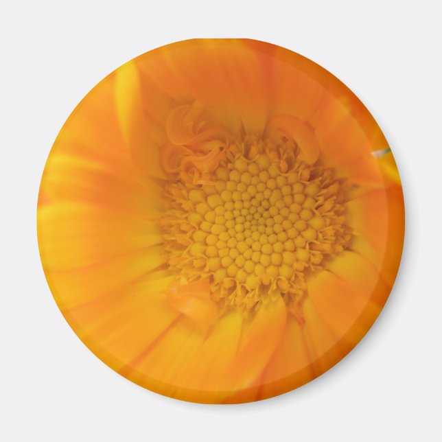Orange Marigold Macro Magnet (Framsidan)