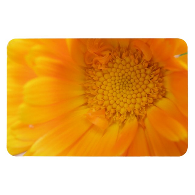 Orange Marigold Macro Premium Magnet (Horisontell)