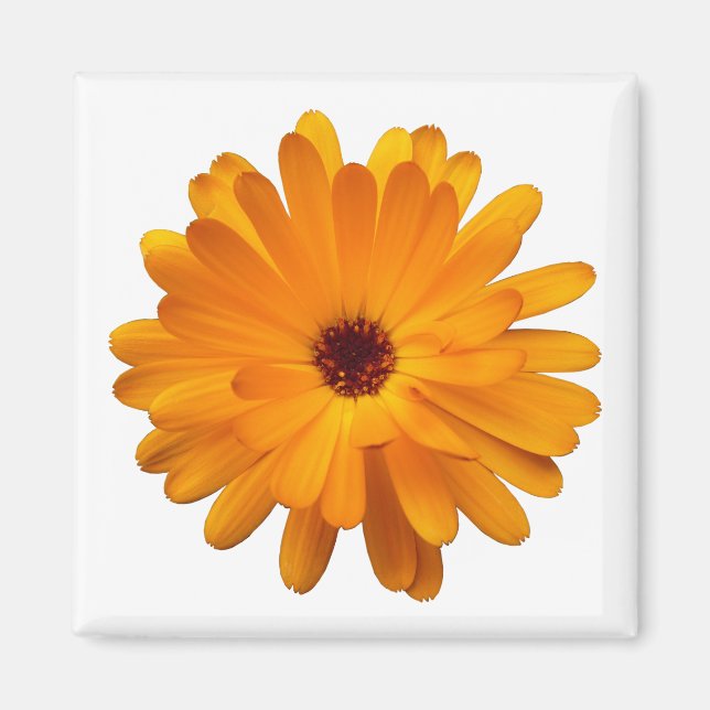 Orange Marigold Magnet (Framsidan)