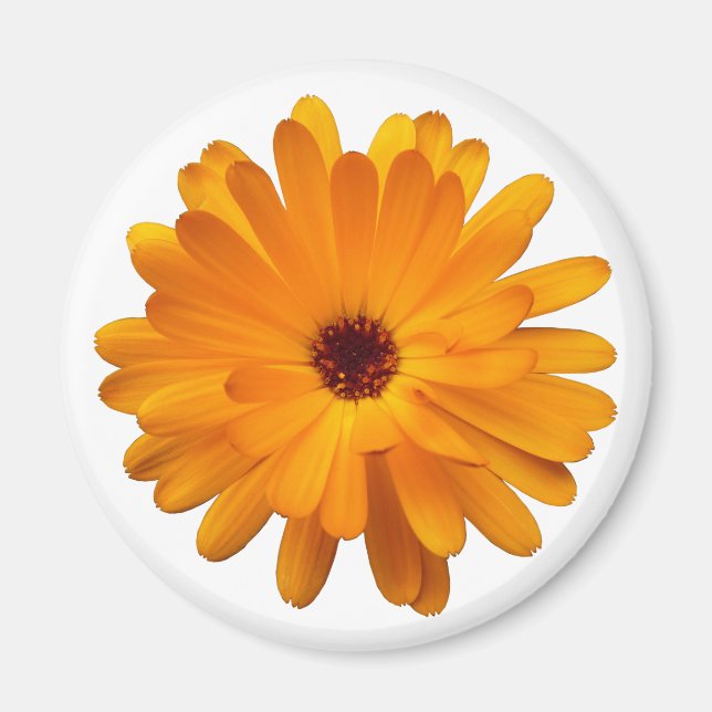 Orange Marigold Magnet (Framsidan)