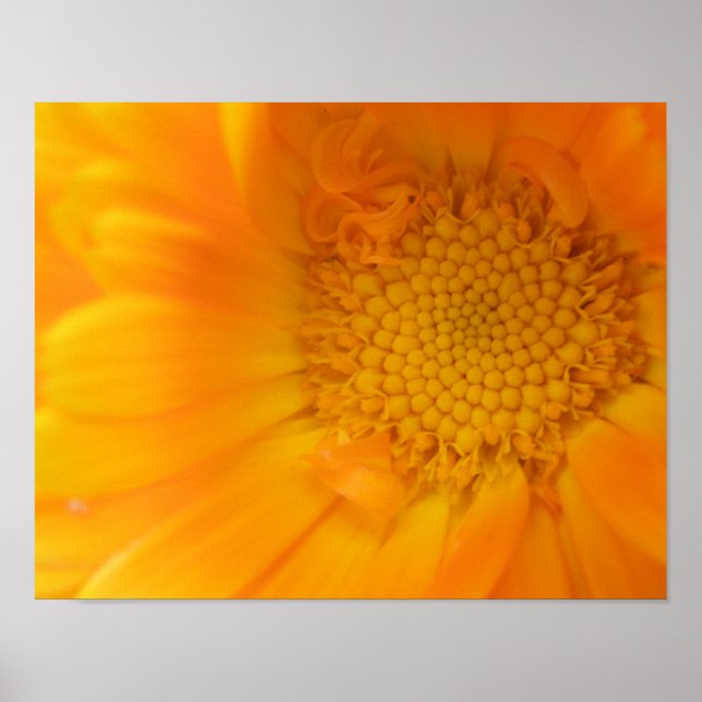 Orange Marigold Makroprint Poster (Framsidan)