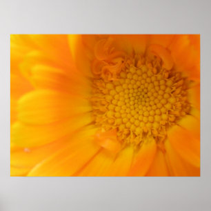 Orange Marigold-makroutskrift Poster