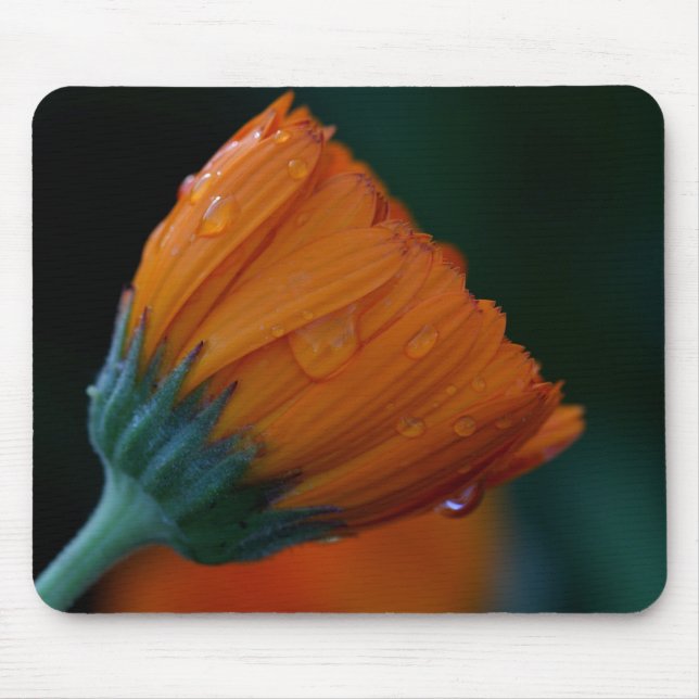 Orange marigold musmatta (Framsidan)