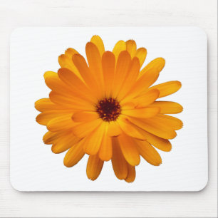 Orange Marigold Musmatta