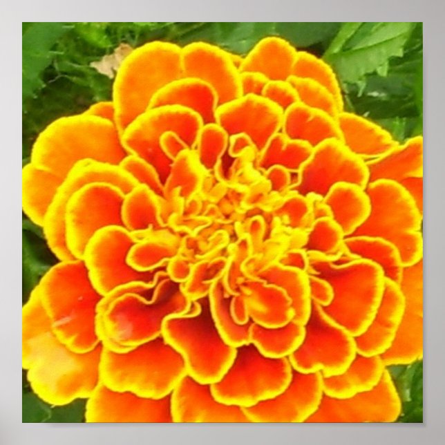 Orange Marigold Poster Skriv ut (Framsidan)