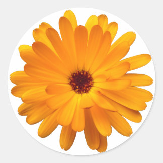 Orange Marigold Runt Klistermärke