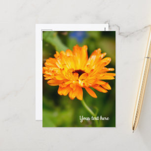 Orange Marigold Semesterkort Helg Vykort