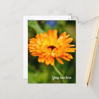 Orange Marigold Semesterkort Helg Vykort
