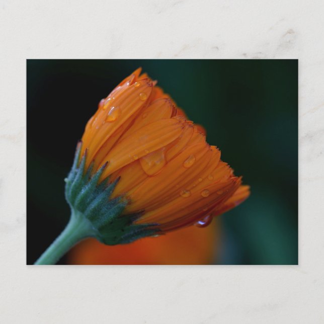 orange marigold vykort (Framsida)