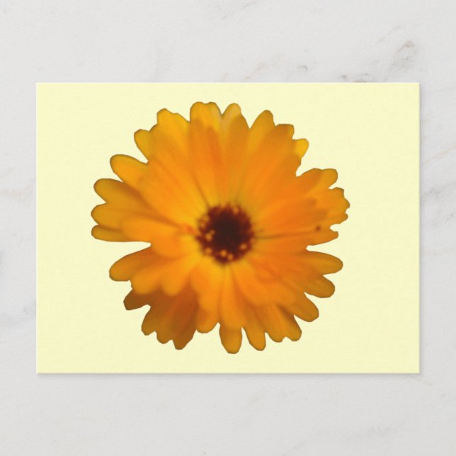 Orange Marigold-vykort Vykort (Framsida)