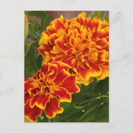 Orange Marigolds Garden Photo Vykort