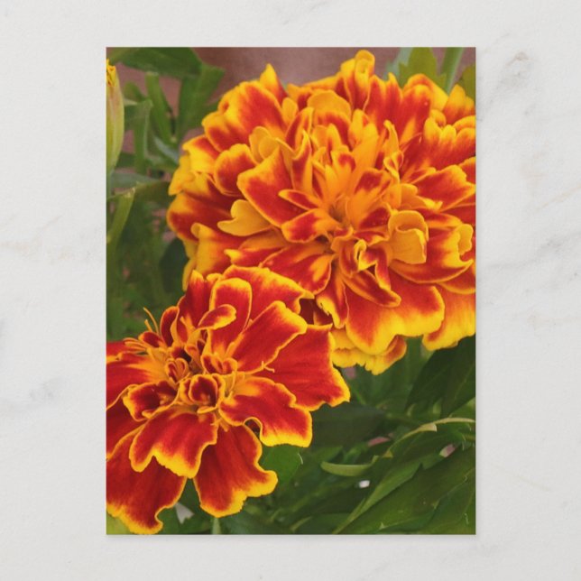 Orange Marigolds Garden Photo Vykort (Framsida)