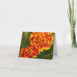 Orange Marigolds Striking Garden Photo Tack Kort