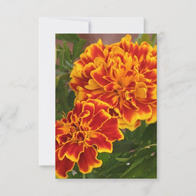 Orange Marigolds Striking Garden Photo Tack Kort (Framsida)