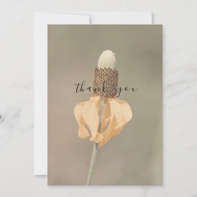 Orange med en Blek, platta Tack för Wildblomma (Framsida)