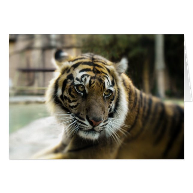 Orange med svartfärgat rand Bengal tiger-foto Hälsningskort (Framsidan Horizontal)