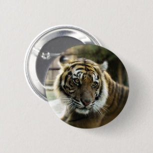 Orange med svartfärgat rand Bengal tiger-foto Knapp