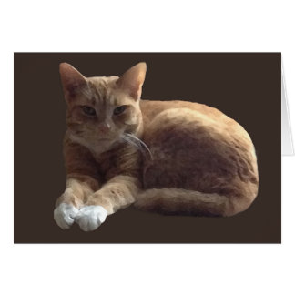 Orange med vit katt OBS kort