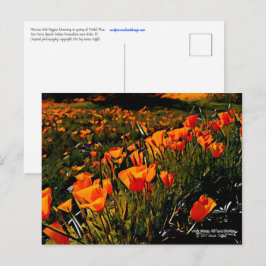 Orange Mexikanska Guld Poppies blomstrar under vår Vykort