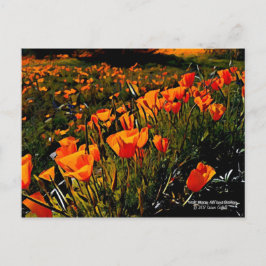 Orange Mexikanska Guld Poppies blomstrar under vår Vykort