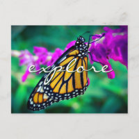 Orange Monarch Butterfly Photo Explore-Snyggt