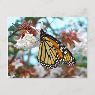 Orange Monarch Butterfly-vykort Vykort