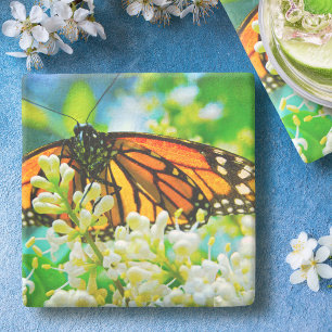 Orange Monarch Butterfly White Blomsterfotografi Underlägg Sten