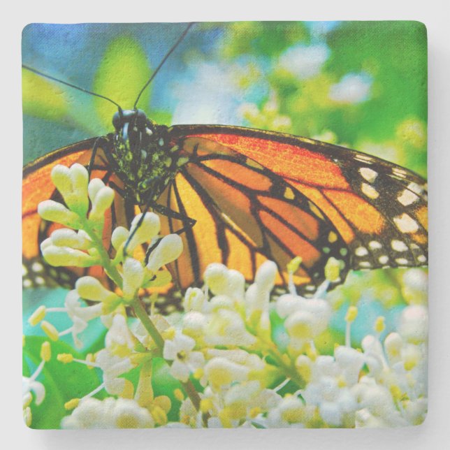 Orange Monarch Butterfly White Blomsterfotografi Underlägg Sten (Framsidan)