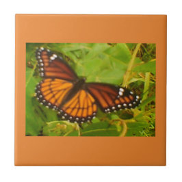 Orange Monarch Kakelplatta