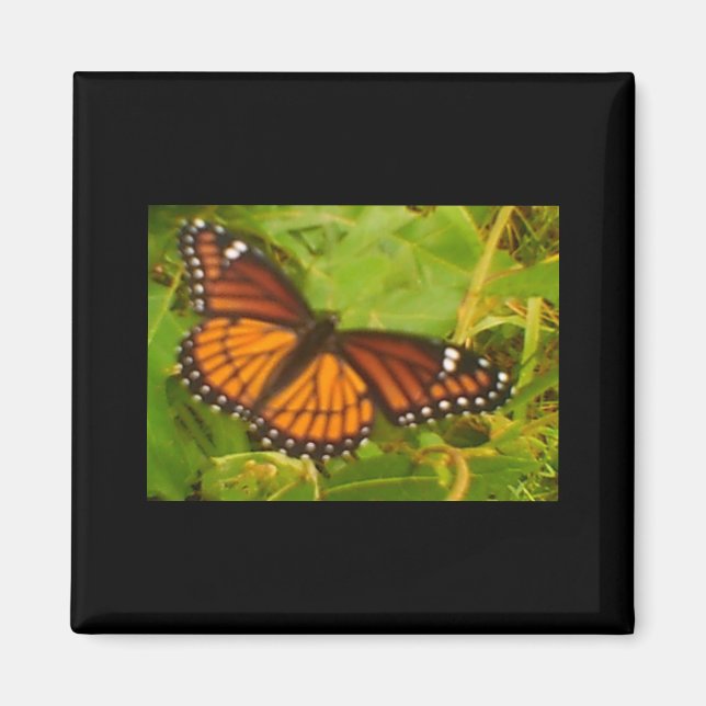 Orange Monarch Magnet (Framsidan)