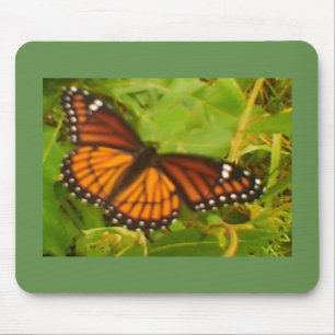 Orange Monarch Musmatta