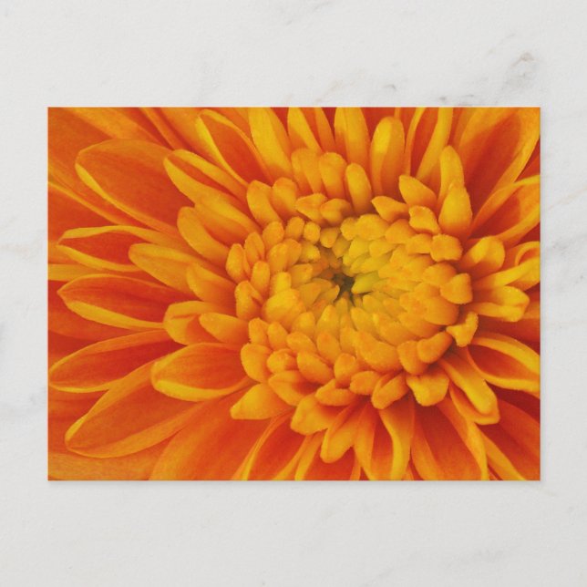 Orange Morsa Fall Floral Photography Postcard Vykort (Framsida)