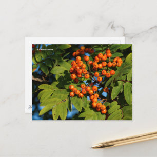 Orange Mountain Ash Rowan Berries Vykort