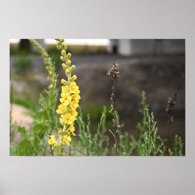 Orange Mullein Flowers Poster (Framsidan)